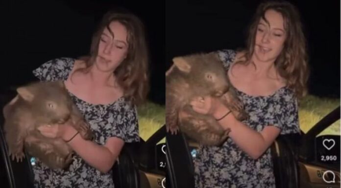La influencer de origen estadounidense Sam Jones ha causado indignación en Australia luego de cargar una cría de wómbat salvaje.