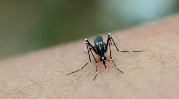 Hasta la primera semana de marzo, el Ministerio de Salud reporta 36 casos confirmados de dengue en el país.