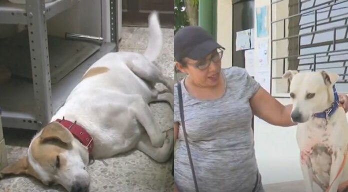 El Programa de Bienestar Animal de la UES busca expandirse a nivel nacional para concientizar sobre el respeto y cuidado de las mascotas.