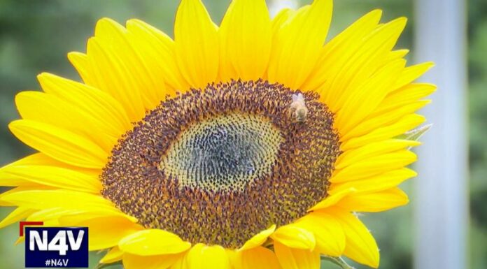 Desde este fin de semana en San Juan Opico, se desarrolla el cuarto festival de girasol, un evento que tiene como protagonista los campos de esta hermosa flor.