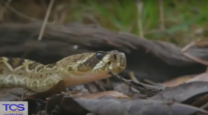 Expertos explican que el intenso calor provoca que las serpientes sean más activas y contribuye a su proliferación.