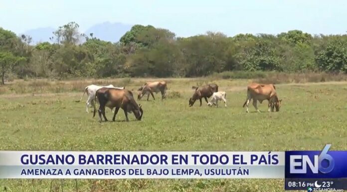 La plaga del gusano barrenador se expande a todo El Salvador, afectando a pequeños ganaderos del Bajo Lempa, Usulután.