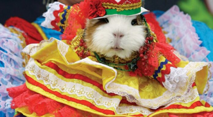 Estos tiernos animales se vistieron de emperadores, astronautas y chefs Michelin. Mientras que otros terminaron en la cocina, listos para ser servidos como parte del menú típico del evento.