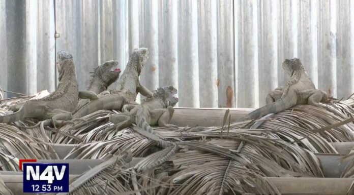 A pesar de que el refugio no es su hábitat natural, la familia se esfuerza para proteger a los reptiles que están en peligro de extinción.