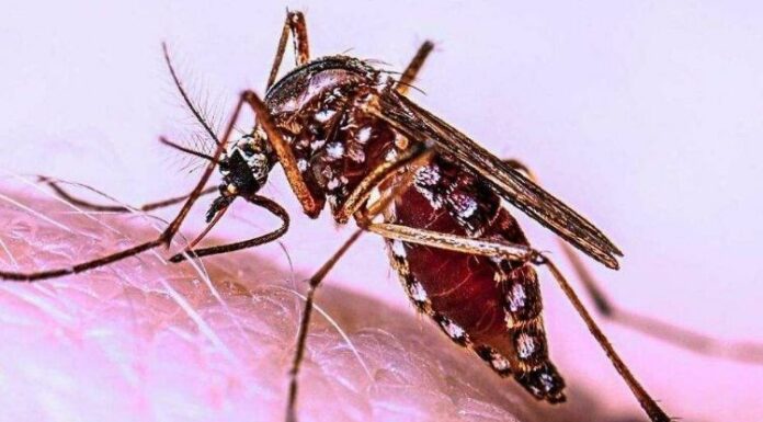 Investigación de científicos de Argentina descubre que zancudos que transmiten el dengue son ahora más resistentes a la fumigación por una mutación genética