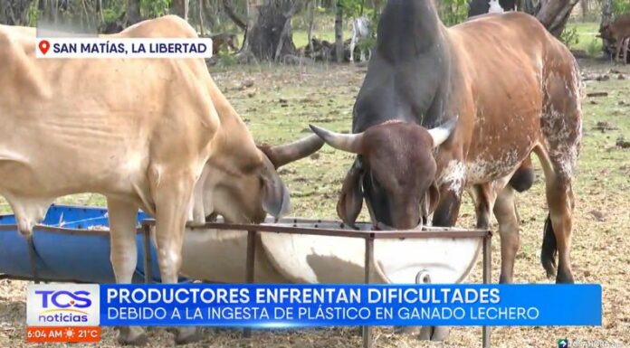 La ingesta de residuos plásticos por parte del ganado puede causar graves problemas de salud e incluso llevar a la muerte de los animales.