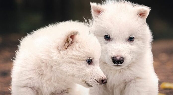 Las cachorros de lobo gigante Rómulo y Remo nacieron el 1 de octubre de 2024 tras un largo proceso impulsado por una compañía estadounidense.