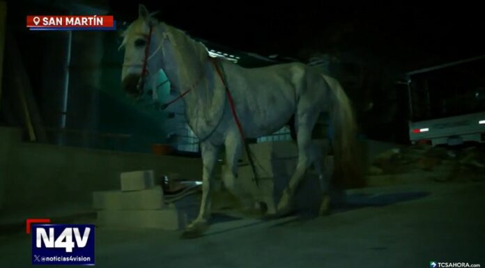 El espectro de un supuesto caballo errante que recorre las calles de la colonia Santa María en San Martín, siembra el temor entre sus habitantes.