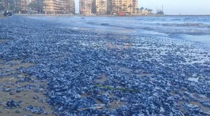 Avistamientos de medusas velero en playas de la Comunidad Valenciana, en España, han generado preocupación entre residentes y autoridades.