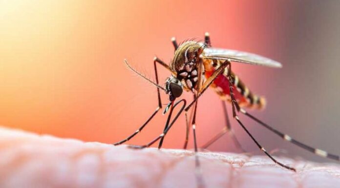 Según datos de las autoridades, al menos 32 personas han muerto en Colombia debido al virus de la fiebre amarilla.