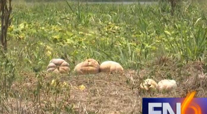 El déficit de las hortalizas y verduras obligaría al país a incrementar la importación de alimentos básicos para cubrir la demanda interna.