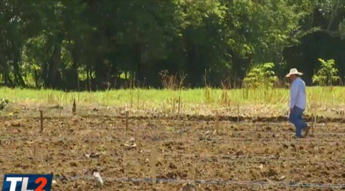 Los agricultores no siempre pueden costear la mano de obra, lo que cada vez representa una escasez en este sector.