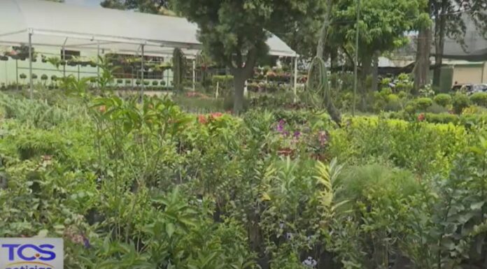 Para que las plantas repelentes de zancudos sean efectivas, es clave saber ubicarlas correctamente en el hogar.