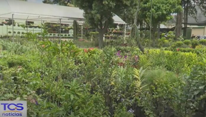 Plantas repelentes de zancudos opción natural y decorativa Para que las plantas repelentes de zancudos sean efectivas, es clave saber ubicarlas correctamente en el hogar.