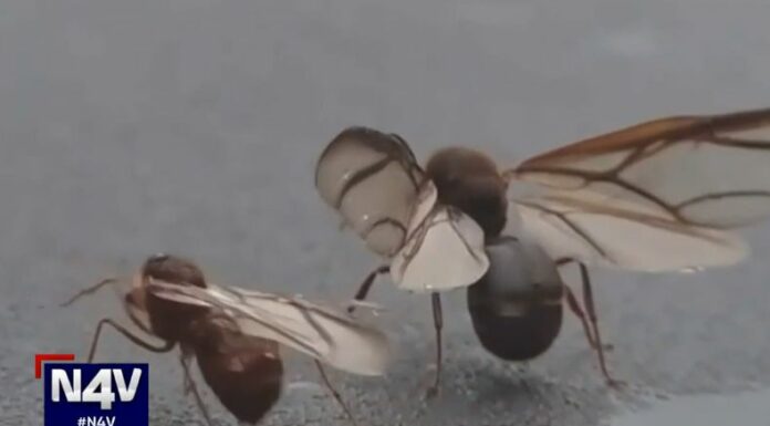 Los zompopos de mayo hacen su aparición en esta época de transición climática, y más allá de su peculiar danza nupcial, su presencia aporta importantes beneficios al medio ambiente.