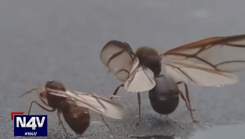 Los zompopos de mayo hacen su aparición en esta época de transición climática, y más allá de su peculiar danza nupcial, su presencia aporta importantes beneficios al medio ambiente.