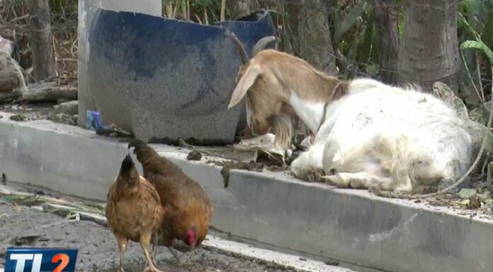 El último Censo Agropecuario en El Salvador se realizó entre 2007 y 2008, según datos de las autoridades oficiales.