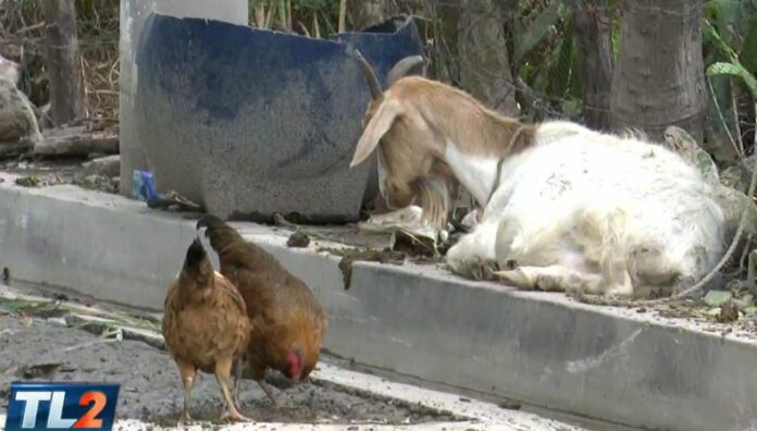 Inicia el V Censo Agropecuario y I de Pesca El último Censo Agropecuario en El Salvador se realizó entre 2007 y 2008, según datos de las autoridades oficiales.