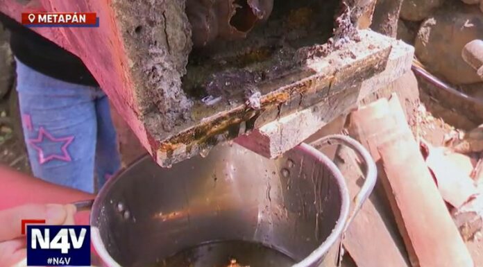 En Metapán, la extracción de miel producida por abejas sin aguijón es muy esperada cada año, su elixir es calificado como curativo y medicinal.