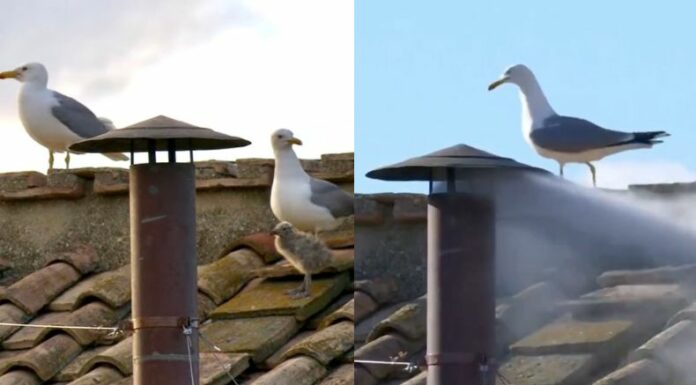 La inesperada presencia de gaviotas en el techo de la Capilla Sixtina atrajo la mirada de millones de personas alrededor del mundo.