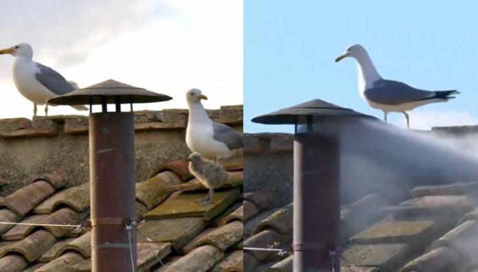 Gaviotas acaparan miradas durante el anuncio del nuevo papa La inesperada presencia de gaviotas en el techo de la Capilla Sixtina atrajo la mirada de millones de personas alrededor del mundo.