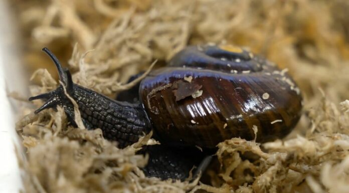 El caracol del Monte Augustus, uno de los más grandes del mundo, puede vivir varias décadas y se alimenta de babosas y lombrices.
