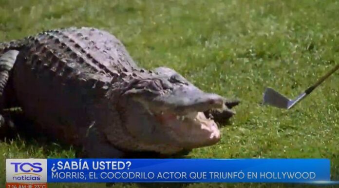 Morris, el caimán que se ganó un lugar en la historia del cine con su participación en películas como Alligator y Dr. Doolittle 2, falleció esta semana en Colorado.