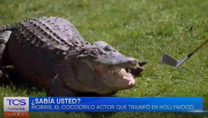 Morris, el caimán que se ganó un lugar en la historia del cine con su participación en películas como Alligator y Dr. Doolittle 2, falleció esta semana en Colorado.