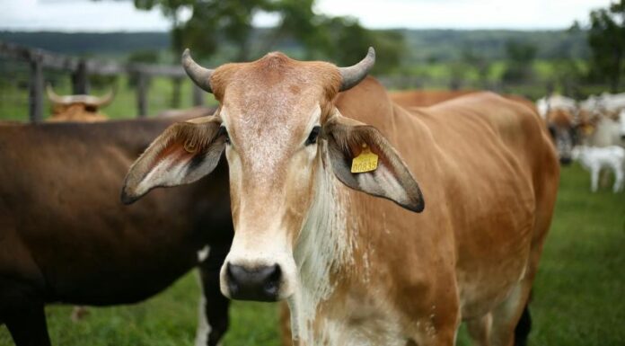 Estados Unidos anunció la suspensión temporal de la importación terrestre de ganado vivo desde México. La medida se mantendrá por 15 días.