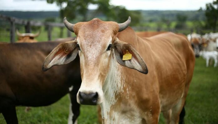 EE. UU. suspende importación terrestre de ganado desde México por brote de gusano barrenador Estados Unidos anunció la suspensión temporal de la importación terrestre de ganado vivo desde México. La medida se mantendrá por 15 días.