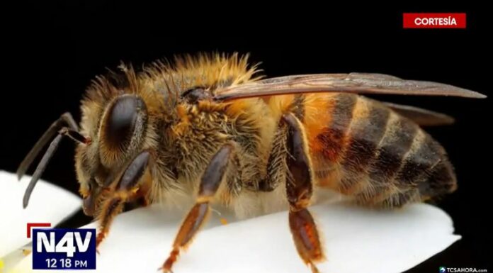 Las picaduras de abejas africanizadas pueden causar reacciones graves, desde dolor e hinchazón hasta alergias severas, y en casos extremos, poner en riesgo la vida.