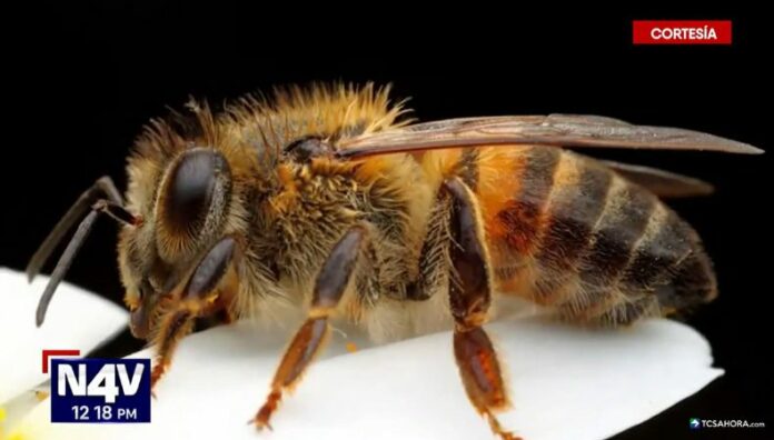 ¿Cómo actuar ante un ataque de abejas africanizadas Las picaduras de abejas africanizadas pueden causar reacciones graves, desde dolor e hinchazón hasta alergias severas, y en casos extremos, poner en riesgo la vida.