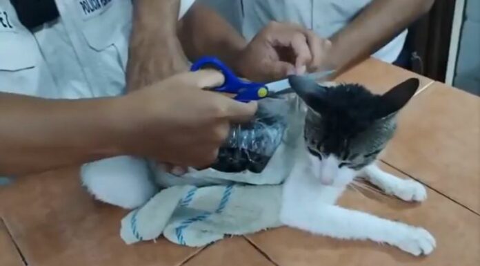Una organización criminal utilizó un “gato narco” para introducir drogas en una cárcel de Pococí, Costa Rica.