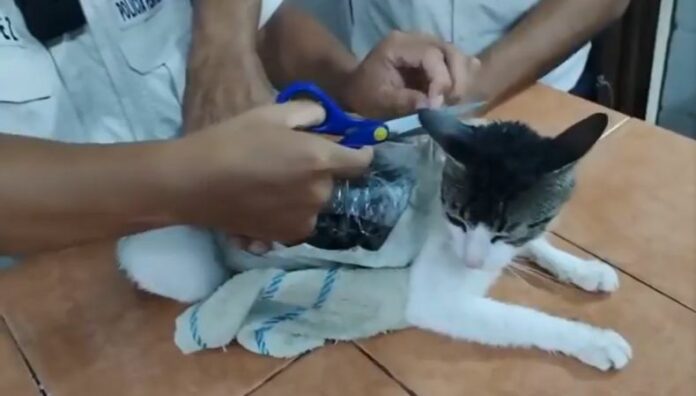 ¡Insólito! Banda usaba a gato narco para ingresar droga en cárcel de Costa Rica Una organización criminal utilizó un “gato narco” para introducir drogas en una cárcel de Pococí, Costa Rica.