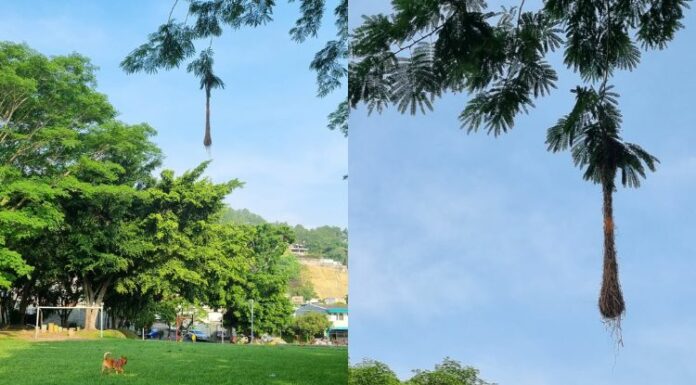 La altura a que las chiltotas coloquen sus nidos en los árboles depende como proyecten que será la estación lluviosa.