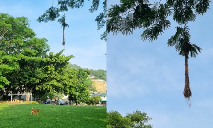 Nidos de chiltotas y lluvias La altura a que las chiltotas coloquen sus nidos en los árboles depende como proyecten que será la estación lluviosa.