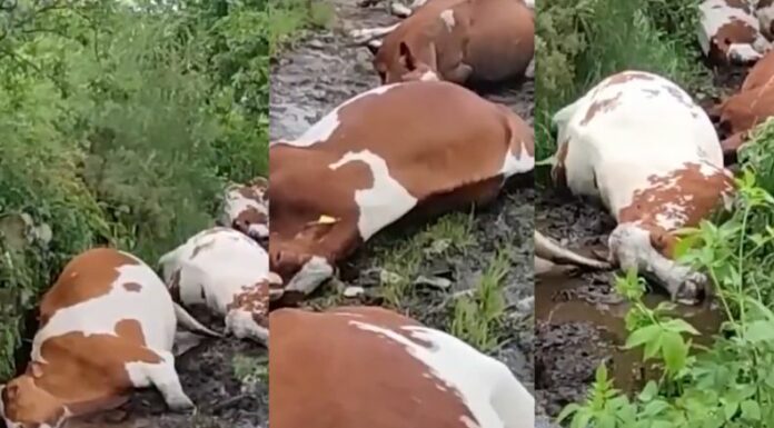 Al menos 27 vacas murieron en la localidad de Rodeiro, en Galicia, España tras ser alcanzadas por un rayo.