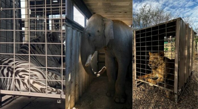 La crisis de violencia por narcotráfico en Culiacán, México, obligó al cierre de un santuario de animales exóticos.