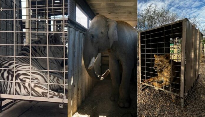 Violencia obliga a cierre de santuario de animales en Culiacán, México La crisis de violencia por narcotráfico en Culiacán, México, obligó al cierre de un santuario de animales exóticos.