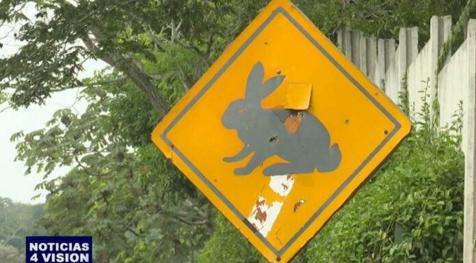 Habitantes del cantón Ojo de Agua piden a los conductores que tengan cuidado en el camino si se cruzan animales silvestres.
