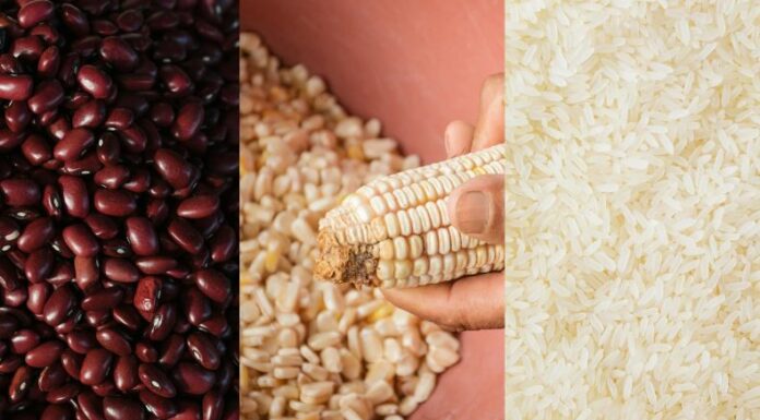 CAMPO advirtió que para el período 2025-2026 se proyecta un déficit de 5.8 millones de quintales de granos básicos.