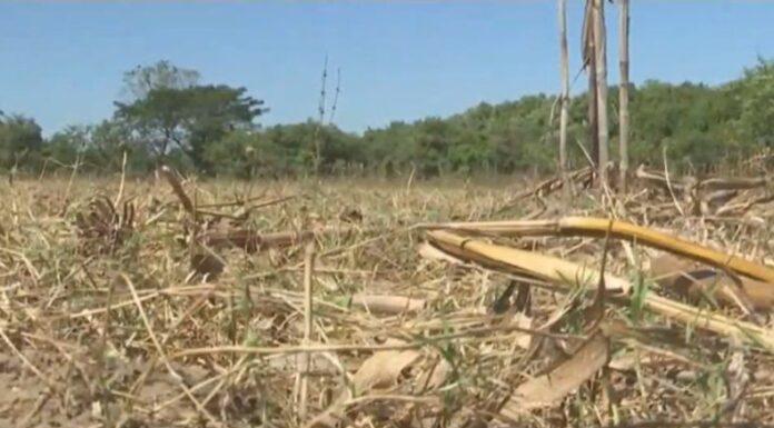 En las proyecciones climáticas, el Ministerio de Medio Ambiente advierte hasta un 80% de probabilidades de sequía meteorológica en el oriente del país entre julio y agosto.