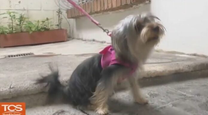 El cuidado de las mascotas durante la temporada de lluvias requiere mayor vigilancia y prevención para evitar enfermedades.