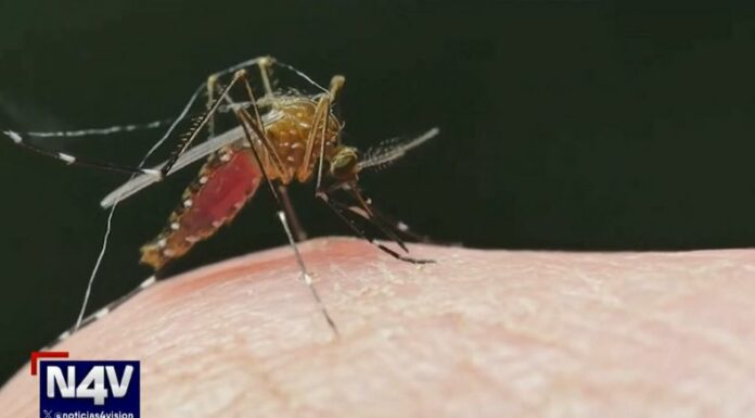 El inicio de las lluvias y las altas temperaturas favorecen la proliferación de zancudos, por lo que expertos recomiendan prevenir criaderos en casa.