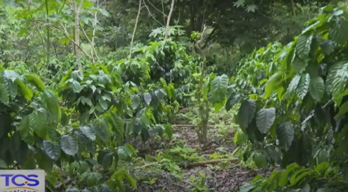 Las lluvias constantes elevan la humedad del suelo, lo que favorece la aparición de enfermedades y plagas que atacan los cultivos.