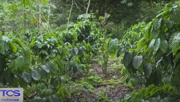 Lluvias, plagas y enfermedades amenazan los cultivos en el campo Las lluvias constantes elevan la humedad del suelo, lo que favorece la aparición de enfermedades y plagas que atacan los cultivos.