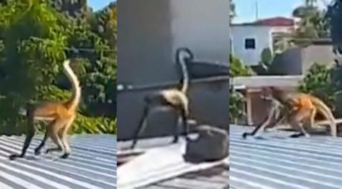 Los habitantes de Berlín, Usulután, quedaron sorprendidos con la presencia de un mono que saltaba por los techos de las viviendas.