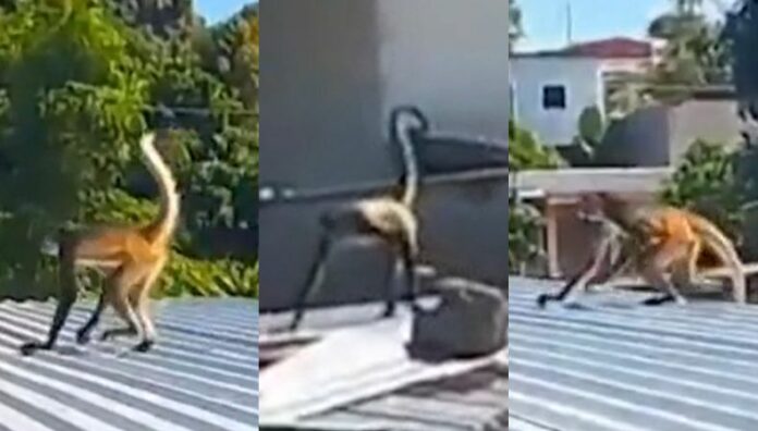 Los habitantes de Berlín, Usulután, quedaron sorprendidos con la presencia de un mono que saltaba por los techos de las viviendas.