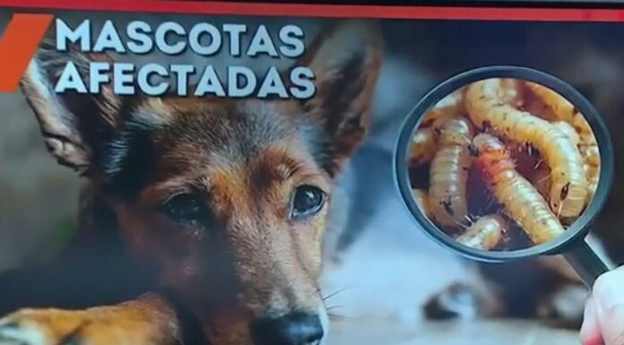 El gusano barrenador no solo afecta al ganado, sino que también puede infectar a animales de compañía e incluso a los seres humanos.