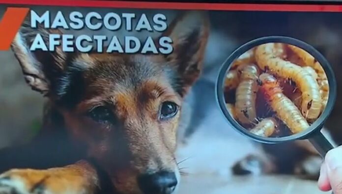 Aumentan las infecciones por gusano barrenador en mascotas El gusano barrenador no solo afecta al ganado, sino que también puede infectar a animales de compañía e incluso a los seres humanos.